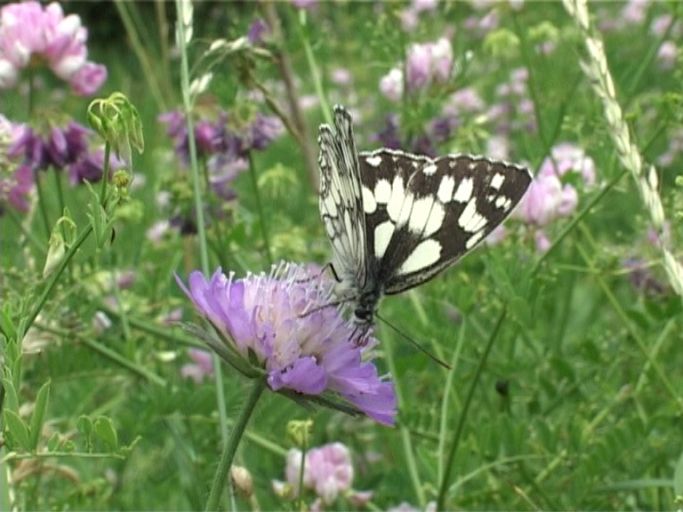 Schachbrettfalter ( Melanargia galathea ), Männchen : An der Mosel, Biotop, 28.06.2005